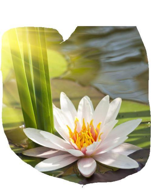 Lotus Flower 산톨체세 외부 사진
